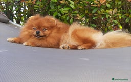 Spitz cani in regalo: Spitz tedesco NANO Pomerania  a Provincia di Monza e della Brianza - Immagine 10