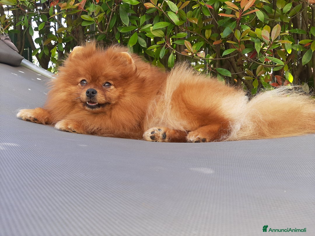 Spitz cani in regalo: Spitz tedesco NANO Pomerania  a Provincia di Monza e della Brianza - Immagine 10