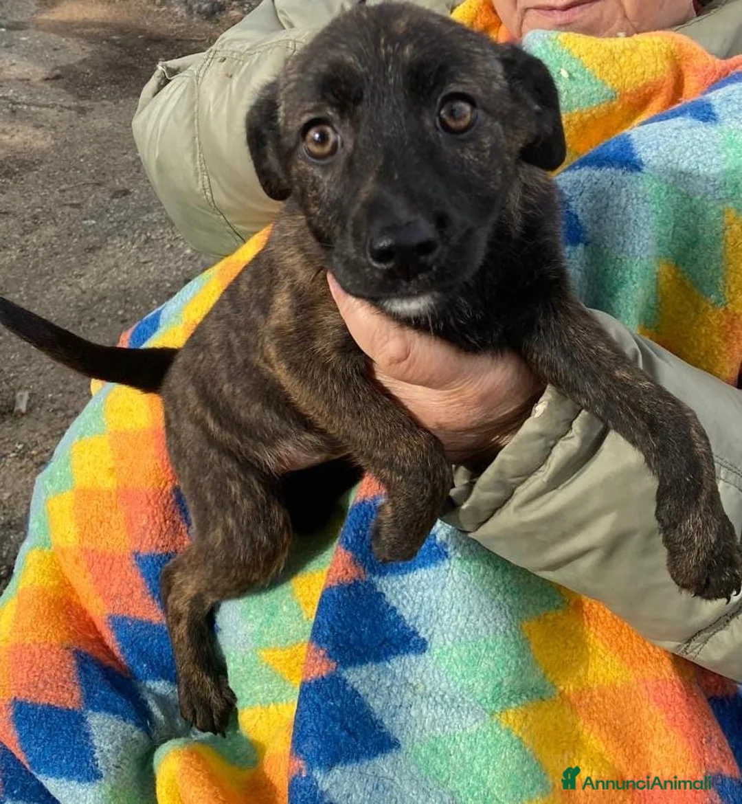 Meticcio cani in regalo: MARGOT 🩷 - cucciola, come si fa a non amarla 🥺 - Annuncio 2