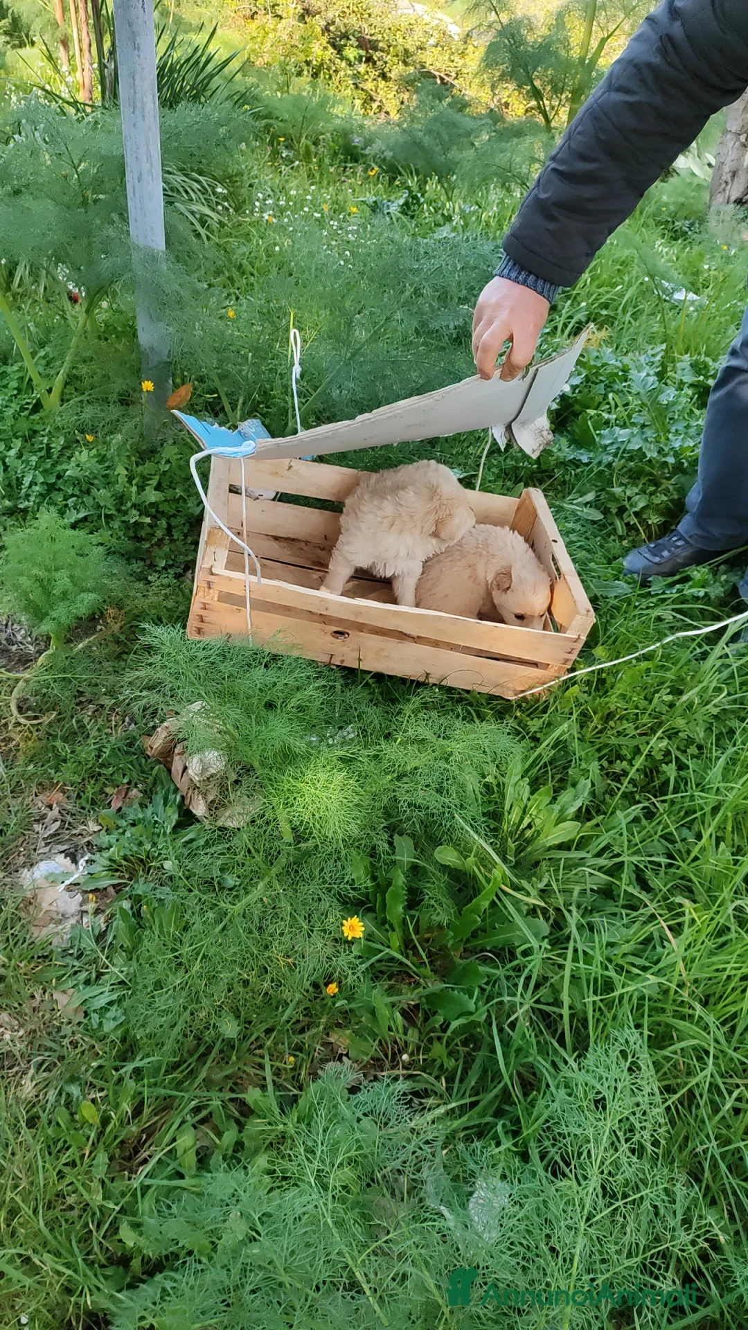 Meticcio cani in regalo: Creamy cucciola bellissima - Annuncio 2