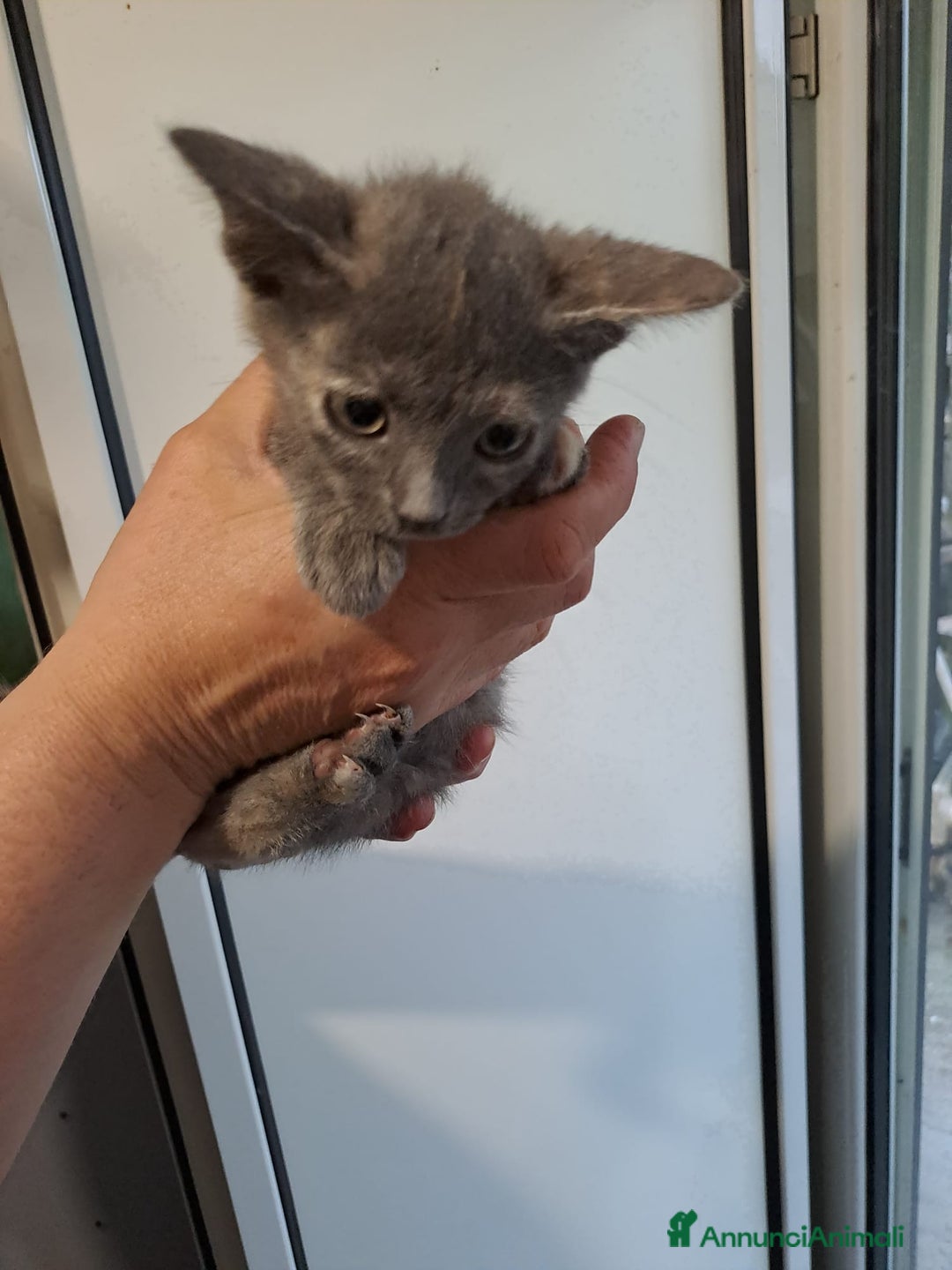 Burmese gatti in regalo: LA SPLENDIDA TEMPESTA - Annuncio 1