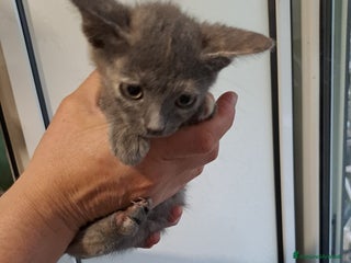 Burmese gatti LA SPLENDIDA TEMPESTA - Annuncio 2