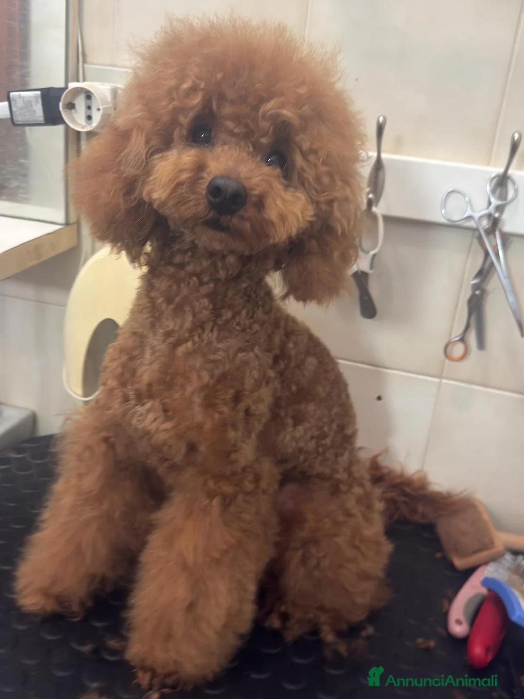 Barboncino cani in vendita: Barboncino nano fulvo - Annuncio 2