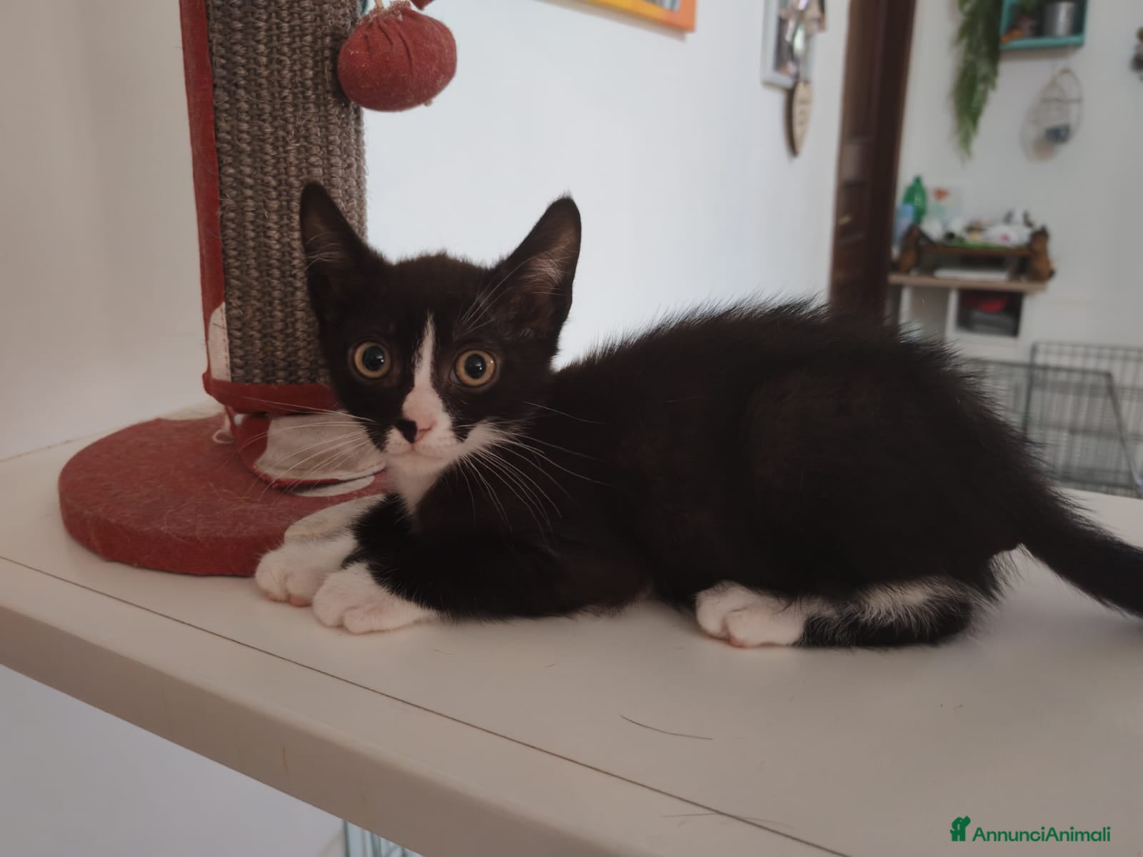 Meticcio gatti Margot e Lupin, 2 mesi, mici cercano casa  - Annuncio 1