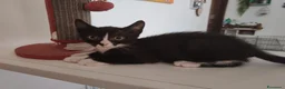 Meticcio gatti in regalo: Margot e Lupin, 2 mesi, mici cercano casa  - Annuncio 5