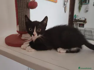 Meticcio gatti Margot e Lupin, 2 mesi, mici cercano casa - Annuncio 1