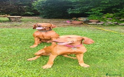 Vizsla cani in vendita: Cucciolata Vizla - Bracco Ungherese - Immagine 2