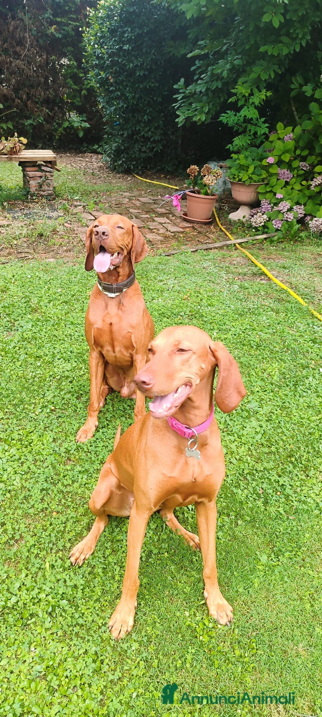 Vizsla cani in vendita: Cucciolata Vizla - Bracco Ungherese - Immagine 2