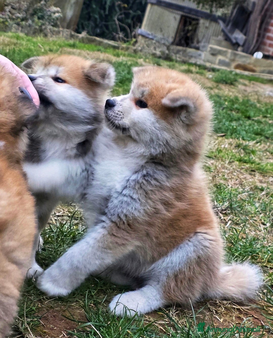 Akita Inu cani in vendita: Cuccioli Akita Inu Pedigree  - Annuncio 3