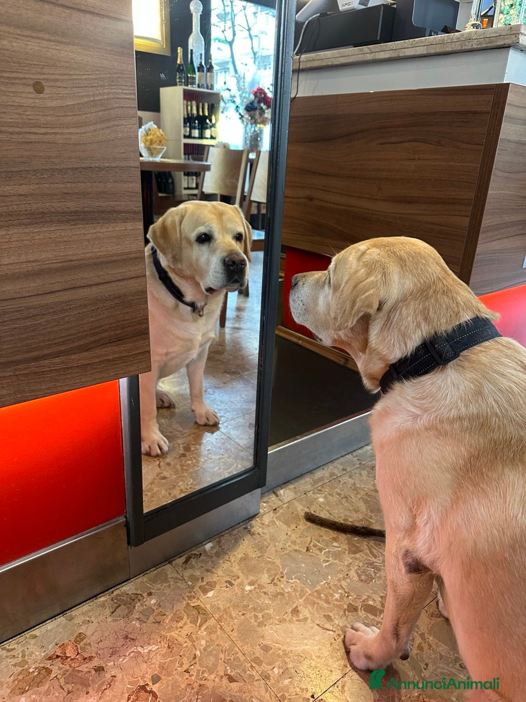 Labrador cani per accoppiamento: Per la monta, stupendo Labrador maschio - Annuncio 8