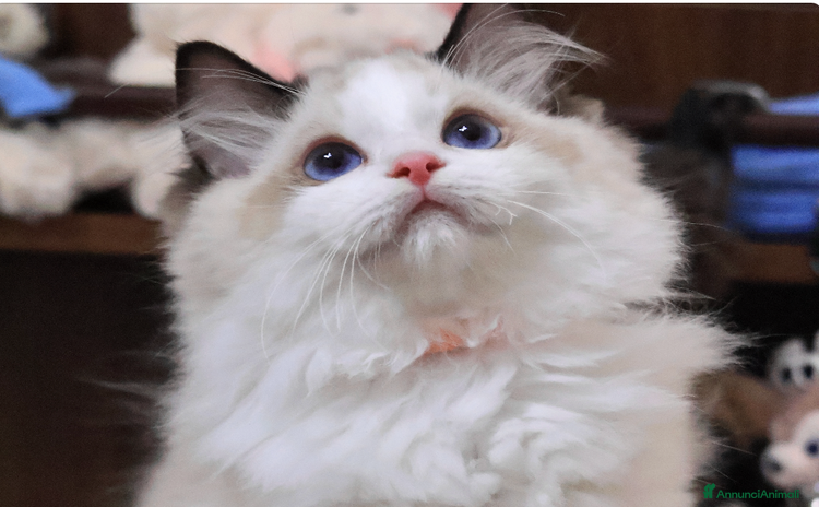 Ragdoll gatti - Annuncio 6