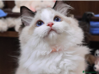 Ragdoll gatti Cuccioli ragdoll - Annuncio 8