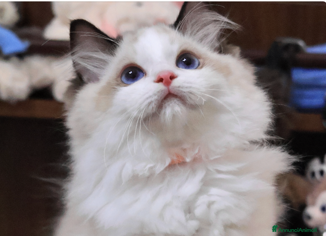 Ragdoll gatti - Annuncio 6