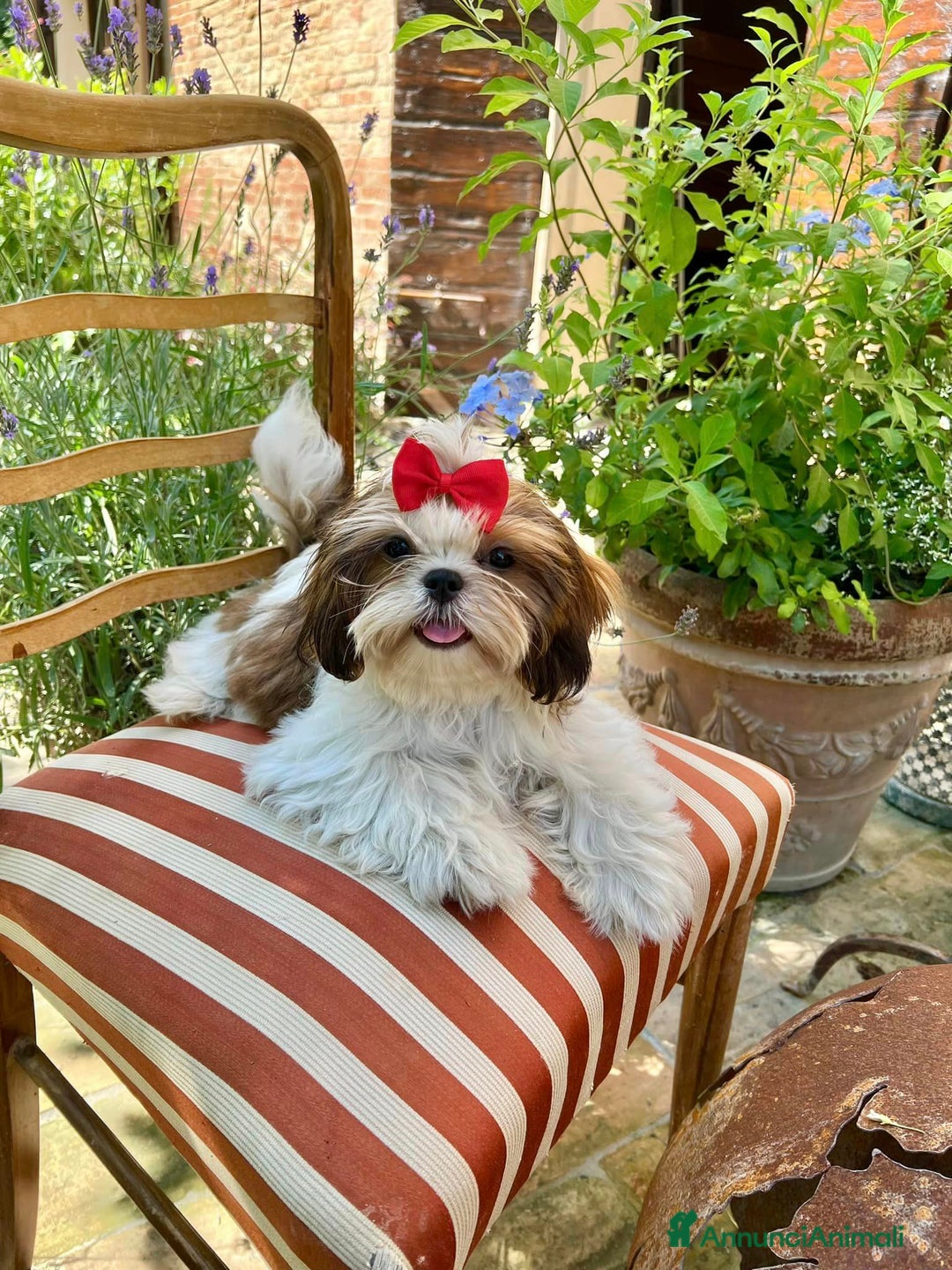 Shih Tzu cani in vendita: Bellissimi Shihtzu a Città Metropolitana di Firenze - Annuncio 8