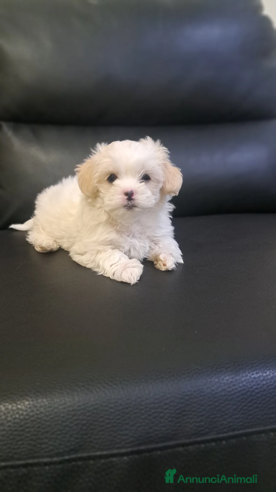 Bichon cani in vendita: Bellissima femminuccia di Bichon Havanese  - Annuncio 5