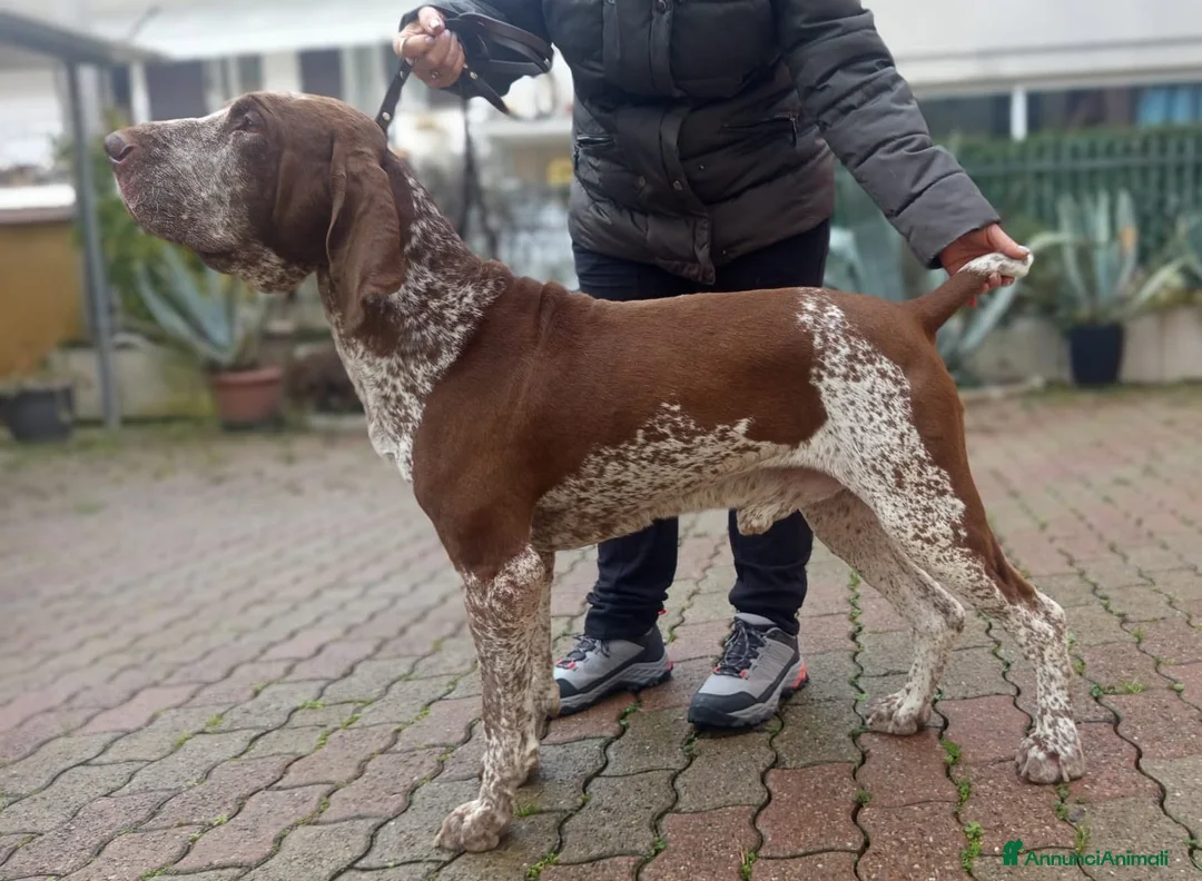Bracco cani per accoppiamento: Stallone di Bracco Italiano per accoppiamento - Annuncio 3