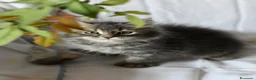 Siberiano gatti in vendita: Cuccioli di Siberiano con pedigree Anfi - Annuncio 4