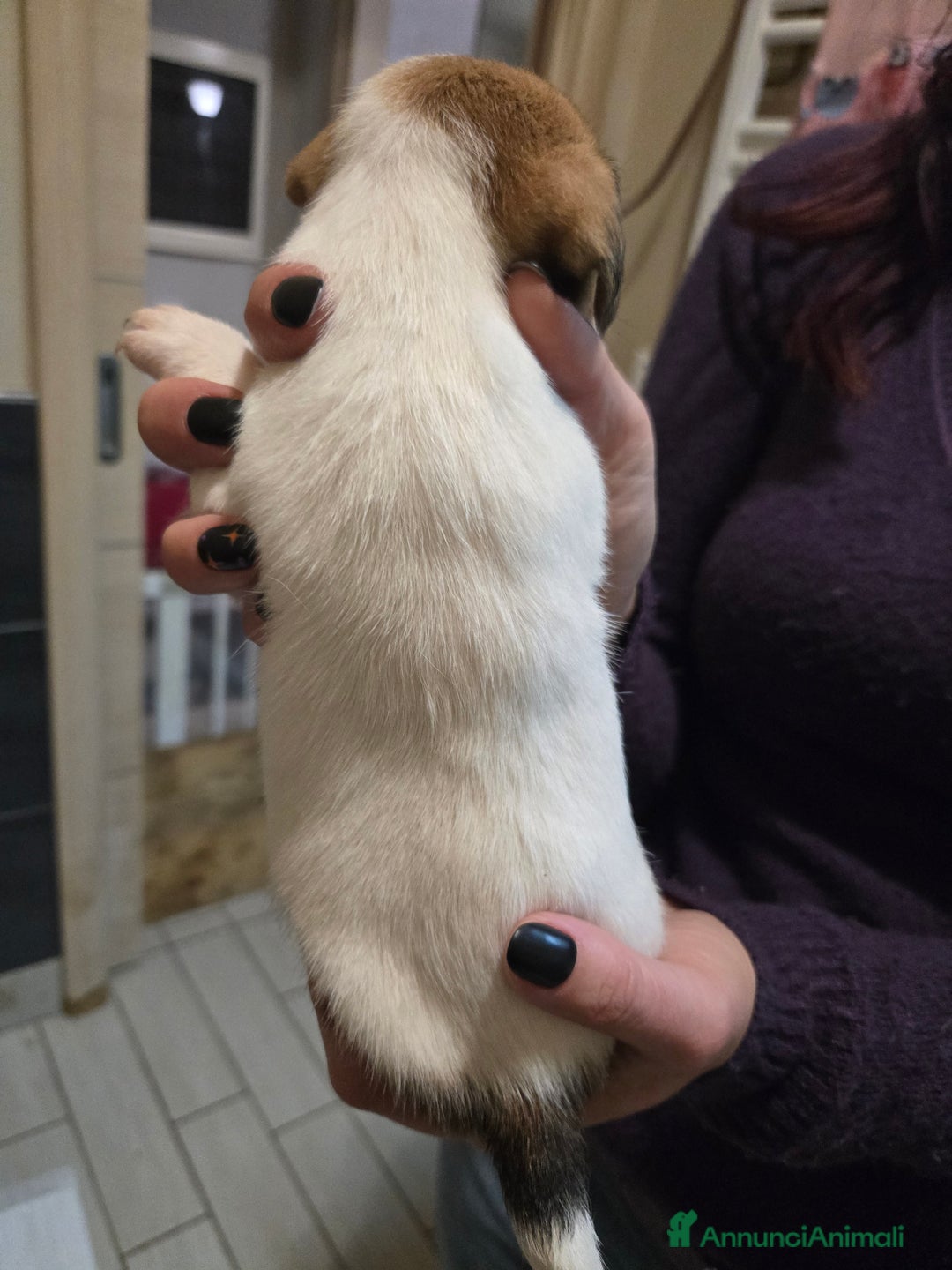 Jack Russell cani in vendita: Cuccioli Jack Russell Terrier - Annuncio 15