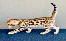 Bengala gatti in vendita: Bengala cuccioli 2 mesi con pedigree a Provincia di Alessandria - Immagine 6