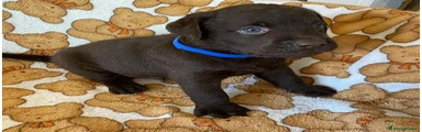 Labrador 1