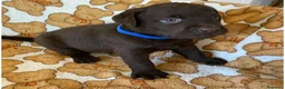 Labrador cani in vendita: Cuccioli Labrador Retriever Chocolate - Annuncio 9