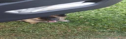 Meticcio cani in regalo: Milo  a Provincia di Vicenza - Annuncio 2