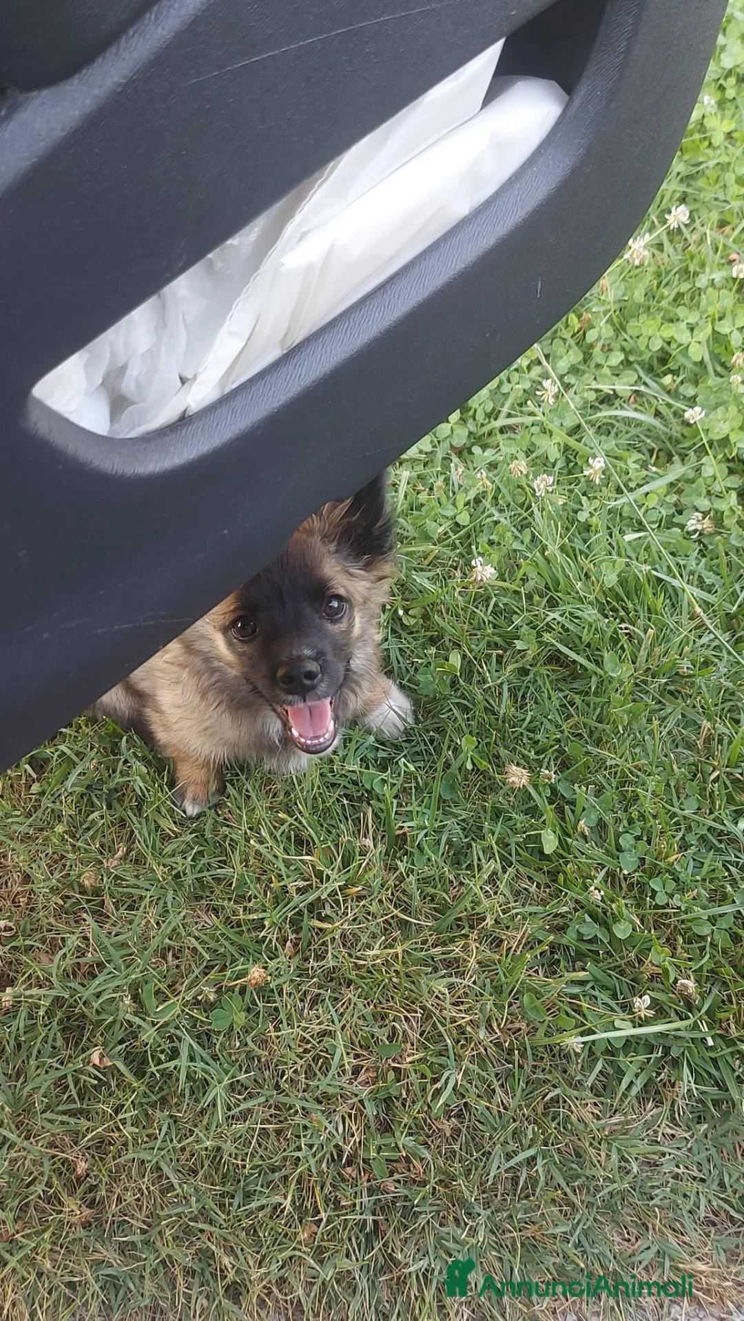 Meticcio cani in regalo: Milo  a Provincia di Vicenza - Annuncio 2