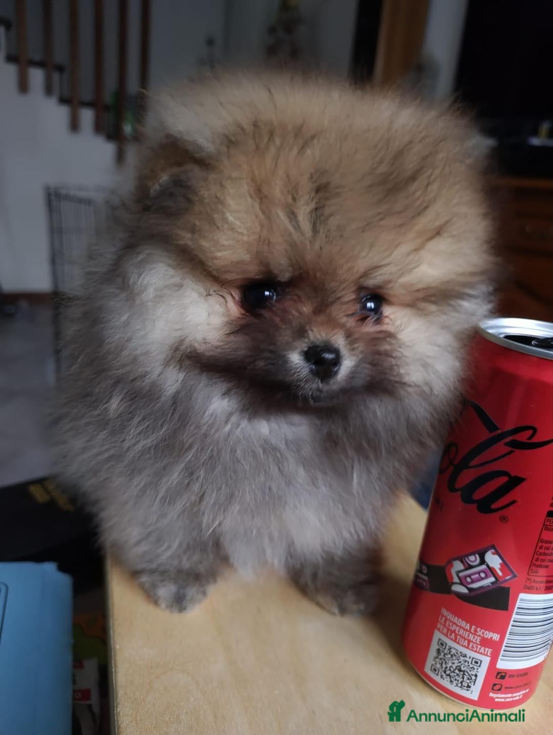 Spitz cani in vendita: SPITZ TEDESCO NANO - Annuncio 3