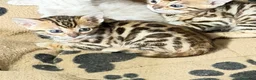 Bengala gatti in vendita: gatto bengala  - Annuncio 2