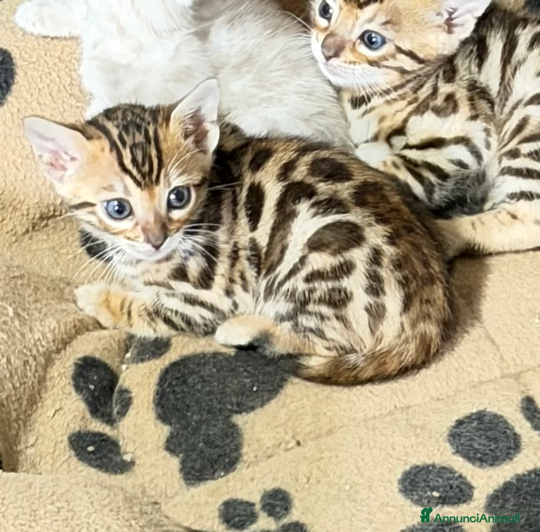 Bengala gatti in vendita: gatto bengala  - Annuncio 2