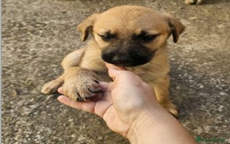 Altre razze cani in regalo: michelle e stellina a Provincia di Bergamo - Immagine 5