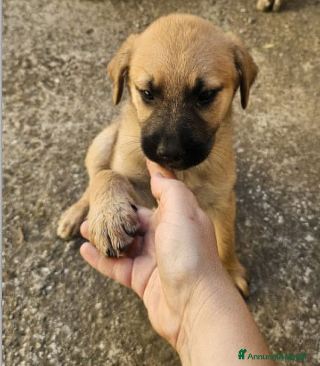 Altre razze cani in regalo: michelle e stellina a Provincia di Bergamo - Immagine 5