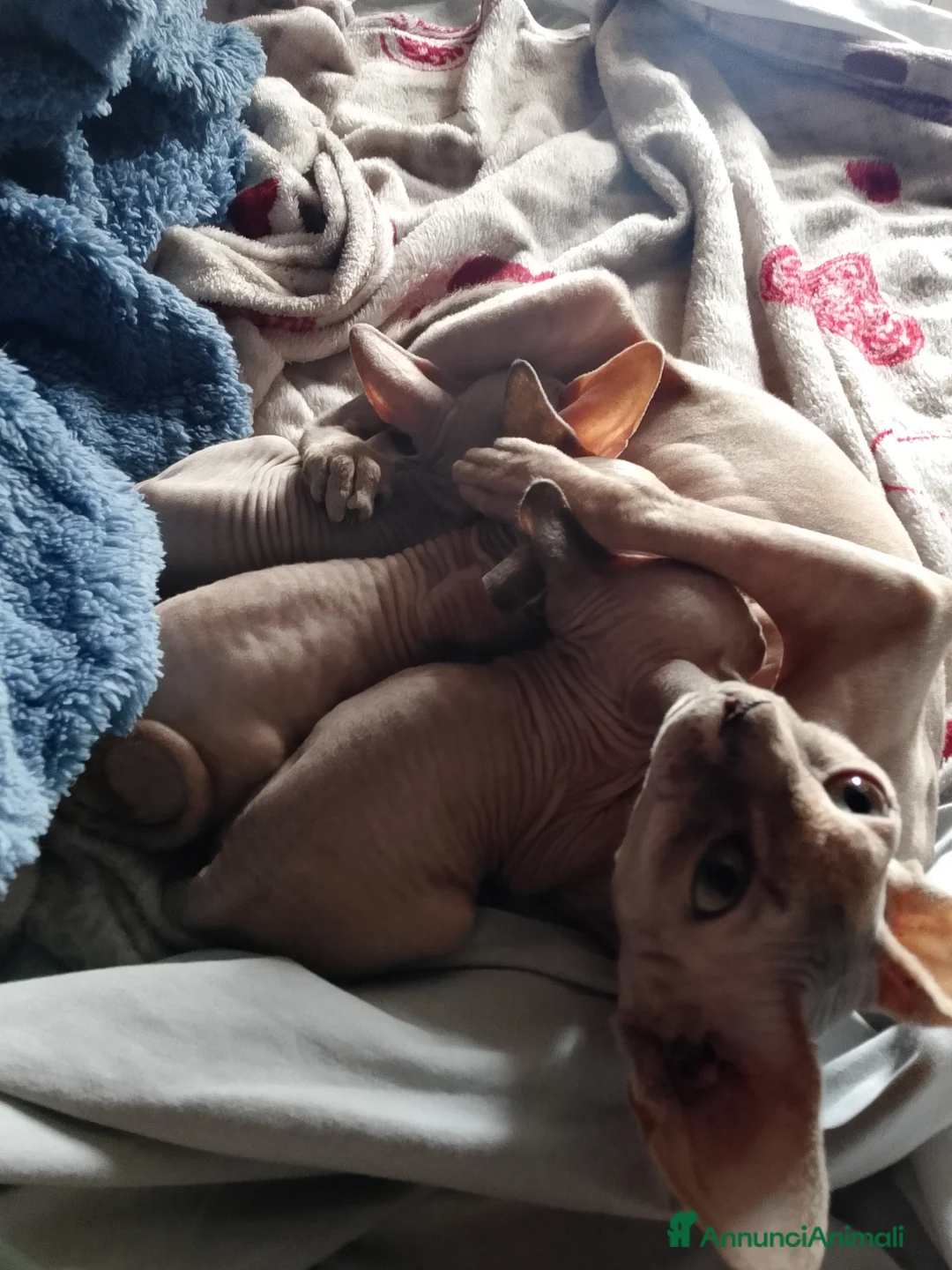 Sphynx gatti in vendita: Spyinx  - Annuncio 5