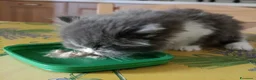 Persiano gatti in vendita: Cucciolo di persiano - Annuncio 5