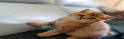 Scottish gatti in vendita: Scottish fold&straihgt - Annuncio 6