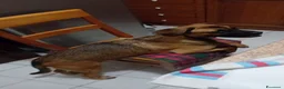Meticcio cani in regalo: Wendy a Città metropolitana di Roma Capitale - Annuncio 21