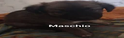 Meticcio cani in regalo: Cuccioli tenerissimi cercano casa - Annuncio 2