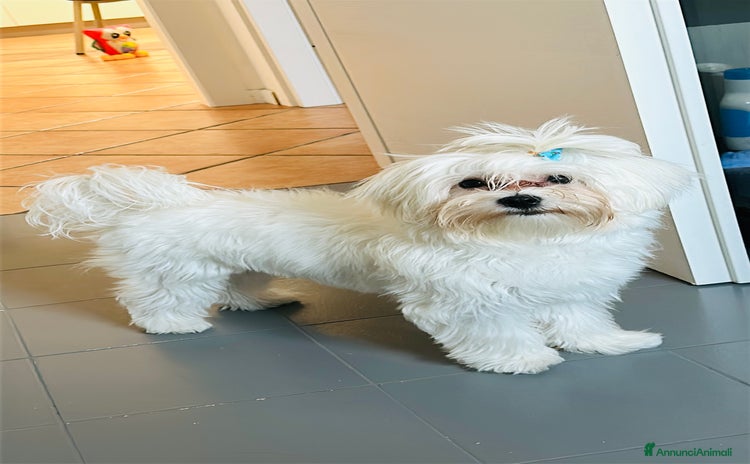 Maltese cani a Provincia di Parma - Annuncio 1