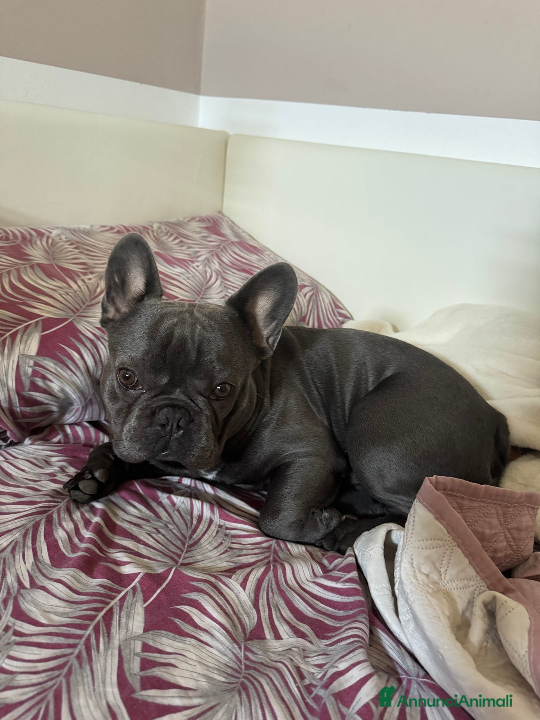 Bulldog Francese cani per accoppiamento: Lion Texas vuole diventare papino - Annuncio 7