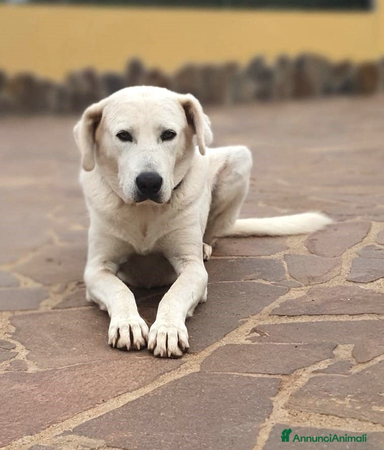 Meticcio cani Achille, una nuvola bianca a Pomezia - Annuncio 2