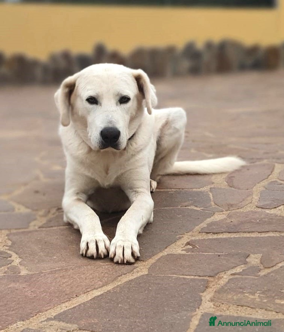 Meticcio cani in regalo: Achille, una nuvola bianca a Pomezia - Annuncio 2