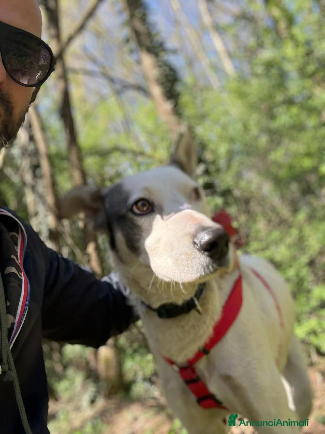 Meticcio cani in regalo: 11mesi salvato da 1futuro infame!Salito a COMO SOS - Annuncio 3