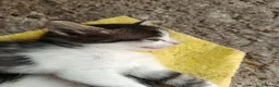 Meticcio gatti in regalo: gattini meticci a Città Metropolitana di Torino - Annuncio 3