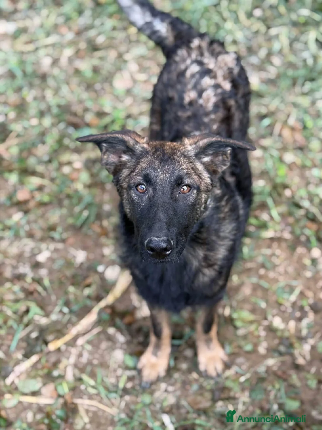 Meticcio cani in regalo: ERNAD, pastorino allegro e dolcissimo! TG MEDIA - Annuncio 8