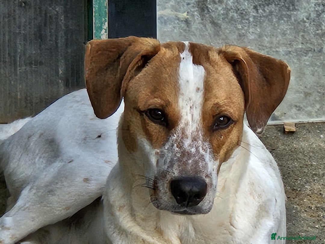 Meticcio cani in regalo: MIELE MIX BRETON/LABRADORINO - Annuncio 3