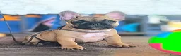 Bulldog Francese cani in vendita: Cuccioli di Bulldog francese - Annuncio 28