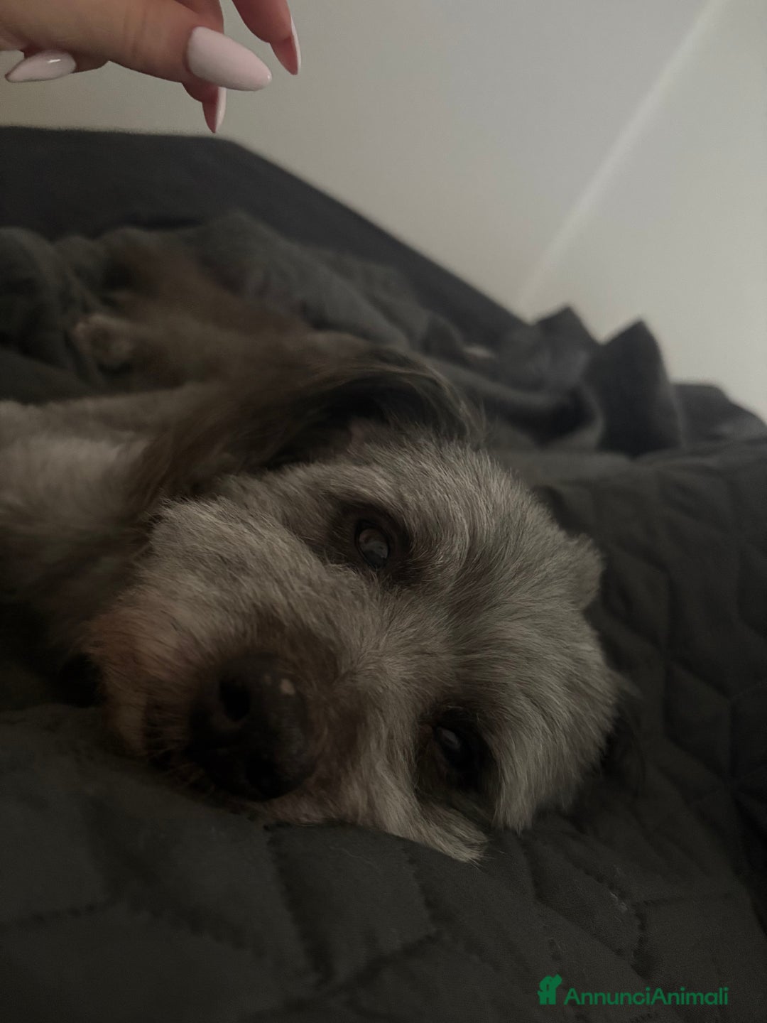 Meticcio cani per accoppiamento: cerco cane femmina per accoppiare  - Annuncio 3