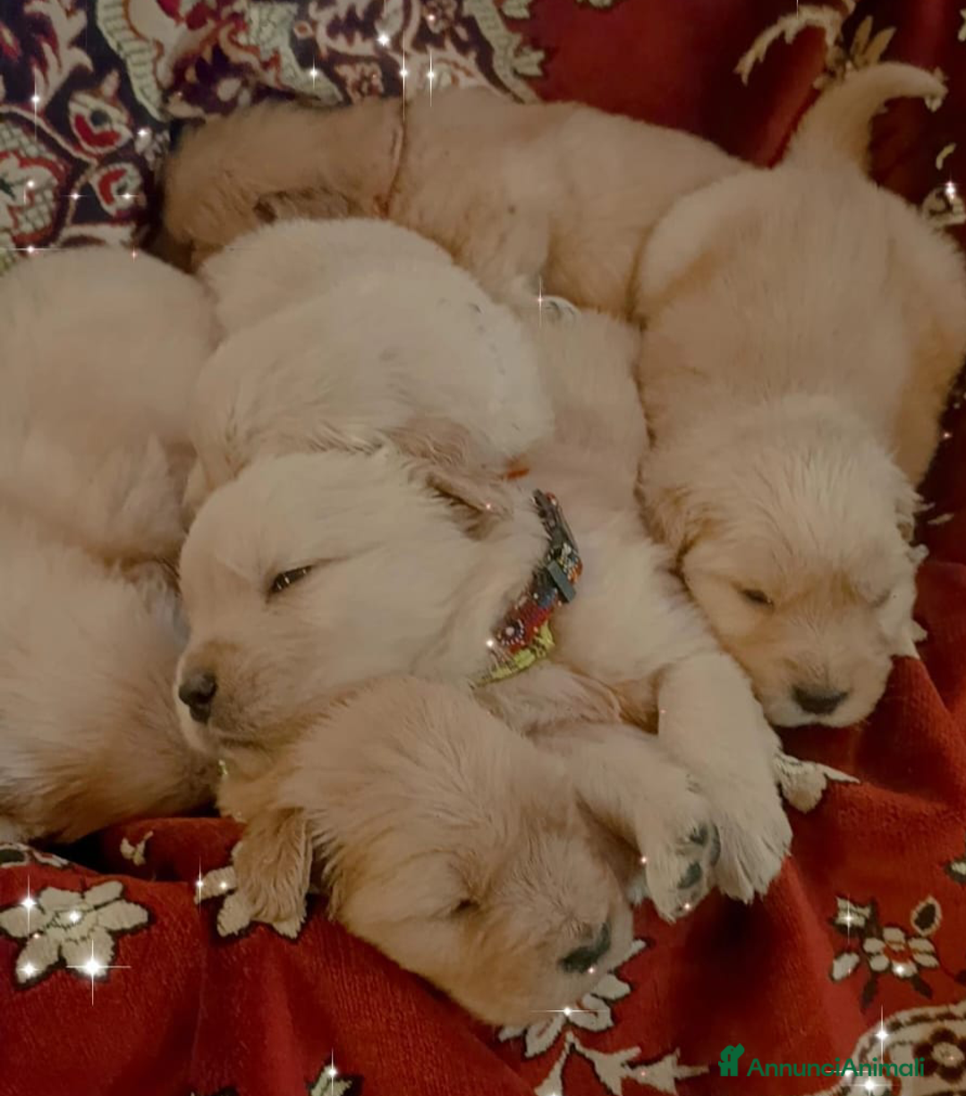Golden Retriever cani in vendita: Golden cuccioli  - Annuncio 5