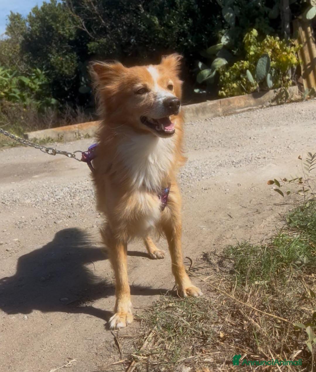 Meticcio cani in regalo: RICKY 💙 - simil volpino aspetta la sua rivincita - Annuncio 3