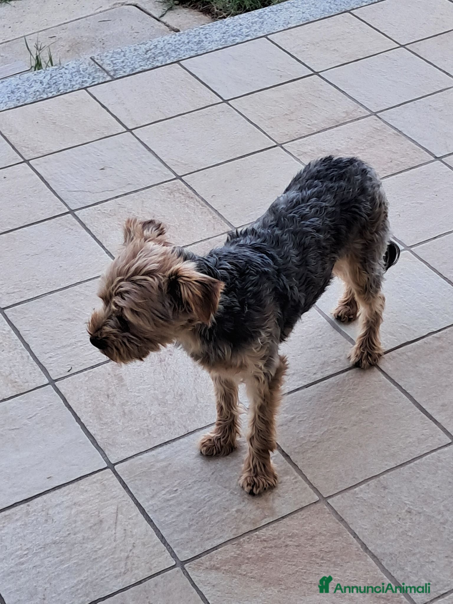 Yorkshire cani Cerco per accoppiamento  - Annuncio 1